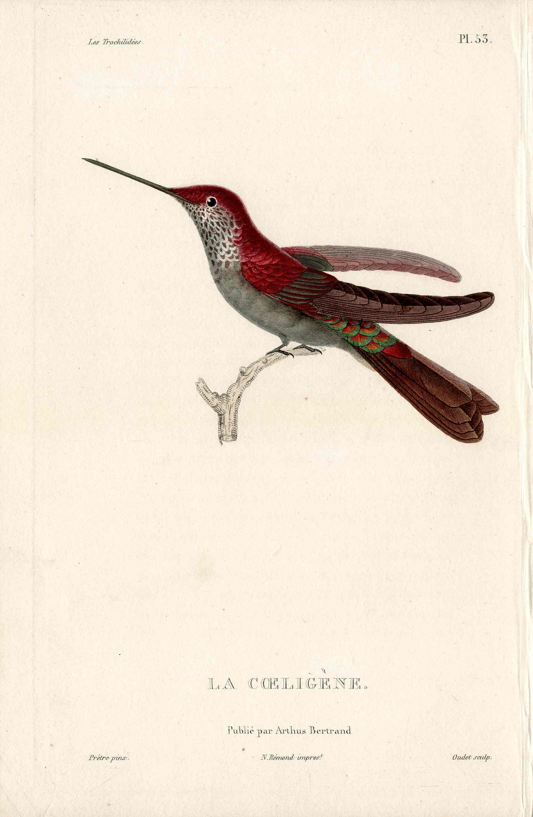 Lesson Hummingbird La Coeligène LHB49