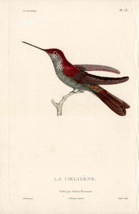 Lesson Hummingbird La Coeligène LHB49