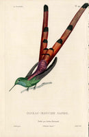 Lesson Hummingbird Oiseau-Mouche Sapho LHB50