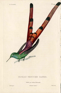 Lesson Hummingbird Oiseau-Mouche Sapho LHB50