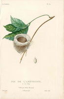 Lesson Hummingbird Nest L'Améthyste LHB51