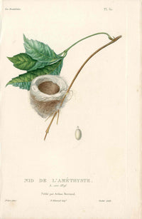 Lesson Hummingbird Nest L'Améthyste LHB51