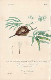 Lesson Hummingbird Nest Huppé LHB53