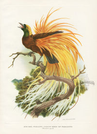 Vintage original print of a great paradise bird with brilliant golden-yellow feathers, perched on a branch from Love Life of the Birds