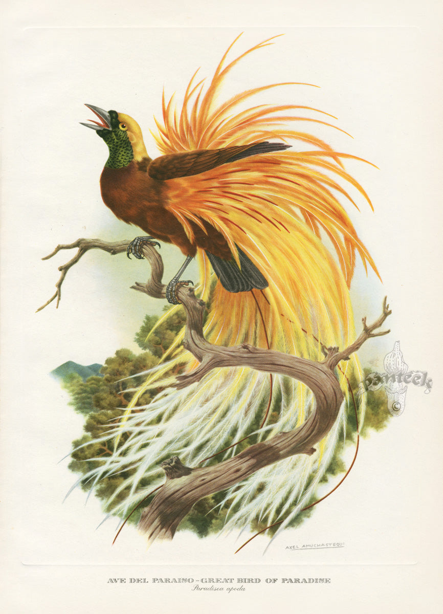 Vintage original print of a great paradise bird with brilliant golden-yellow feathers, perched on a branch from Love Life of the Birds