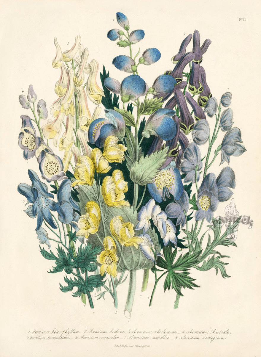 Loudon 1840 Antique Botanical Print Aconite, Monkshood