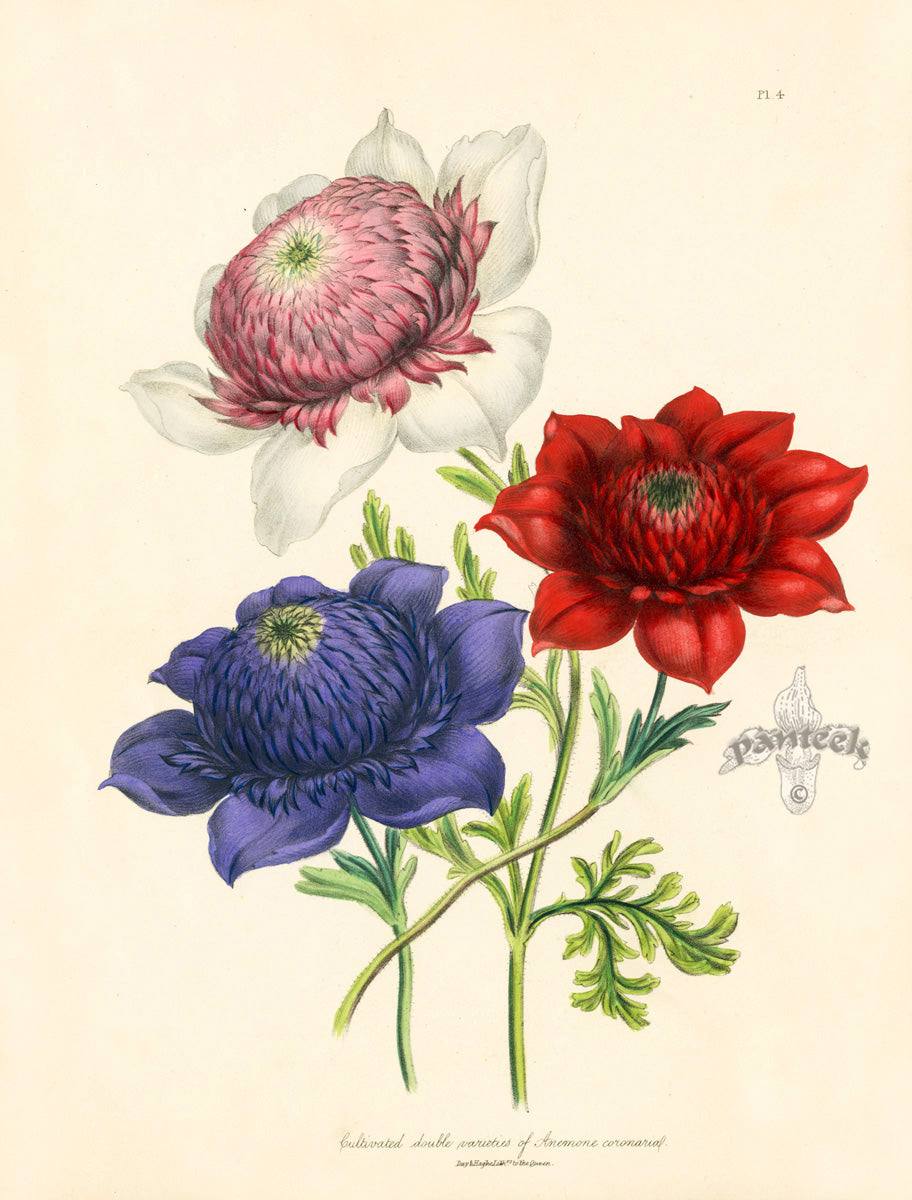 Loudon 1840 Antique Botanical Print Anemone
