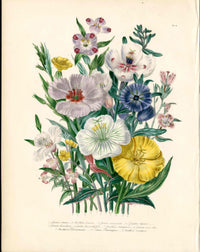 Loudon 1840 Antique Botanical Print Clarkia - Panteek Antique Prints