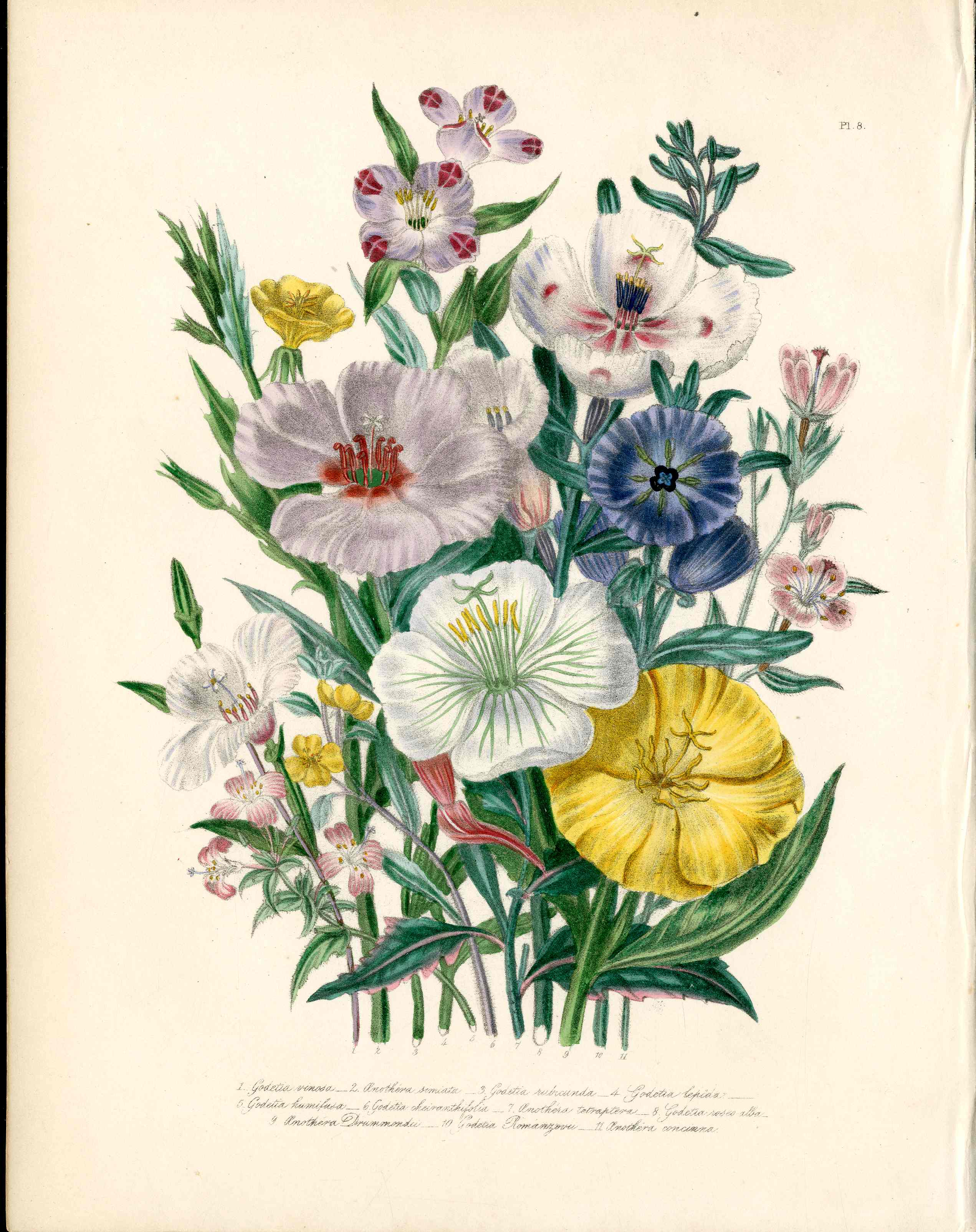 Loudon 1840 Antique Botanical Print Clarkia