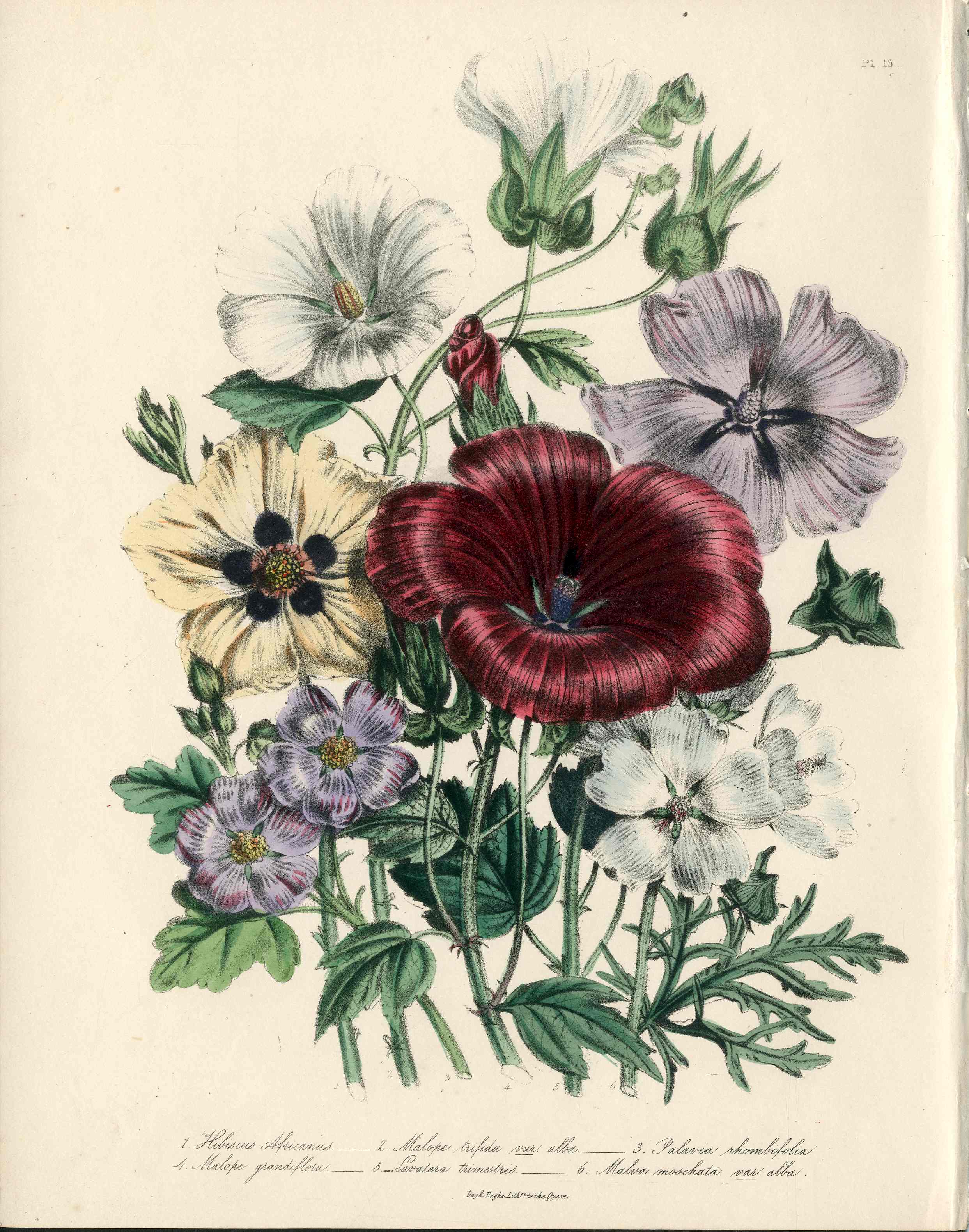Loudon 1840 Antique Botanical Print Malva, Hollyhock