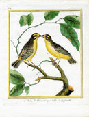 Martinet Buffon 1770 Original Antique Print Love Bird Pair Canaries