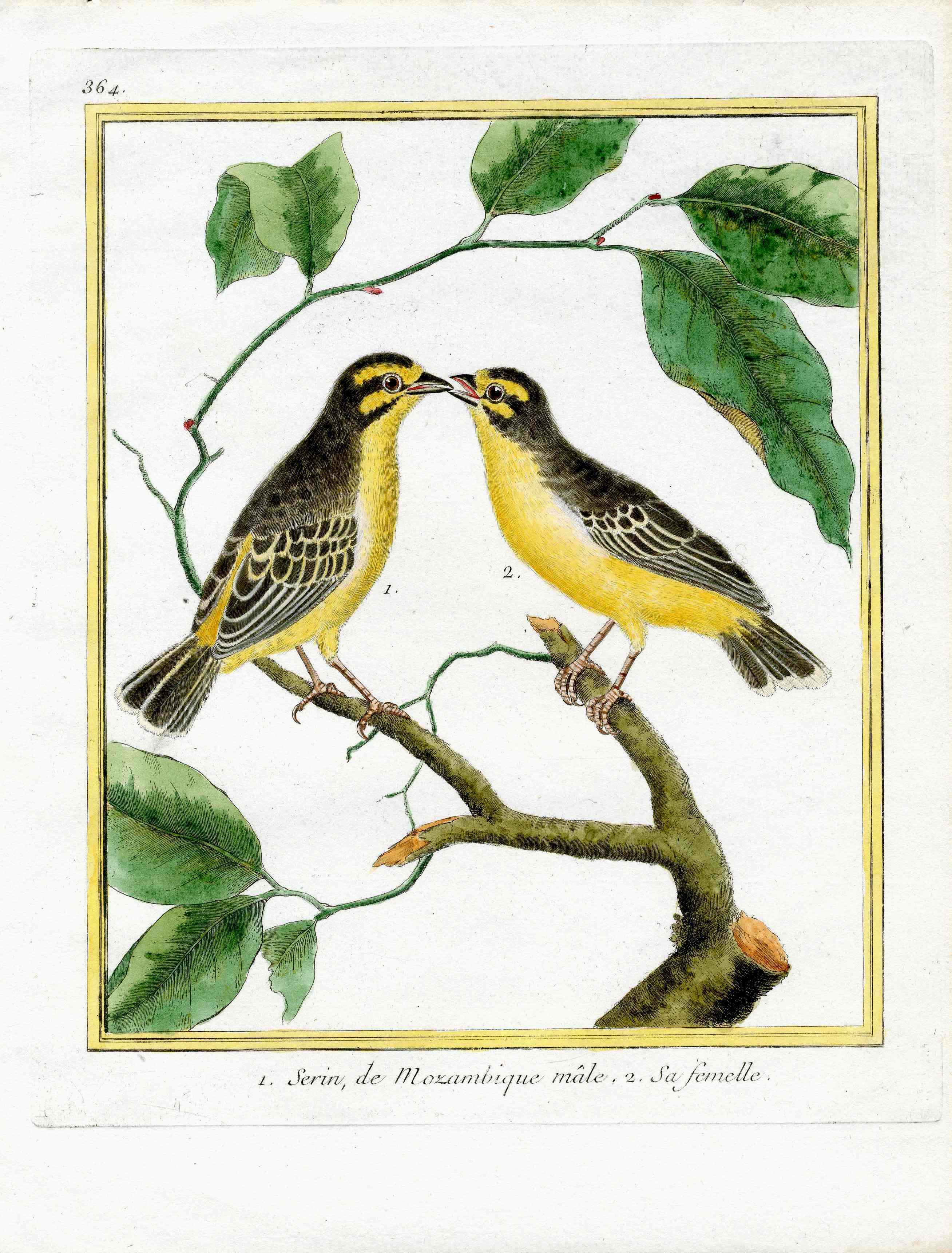 Martinet Buffon 1770 Original Antique Print Love Bird Pair Canaries