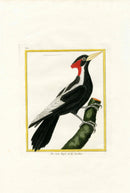 Martinet Buffon 1770 Top Original Antique Print Extinct Ivory Billed Woodpecker