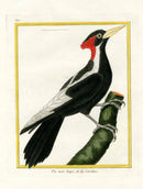Martinet Buffon 1770 Top Original Antique Print Extinct Ivory Billed Woodpecker