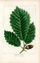 Michaux Sylva, Bessa Tree Prints Rock Chestnut Oak Acorn