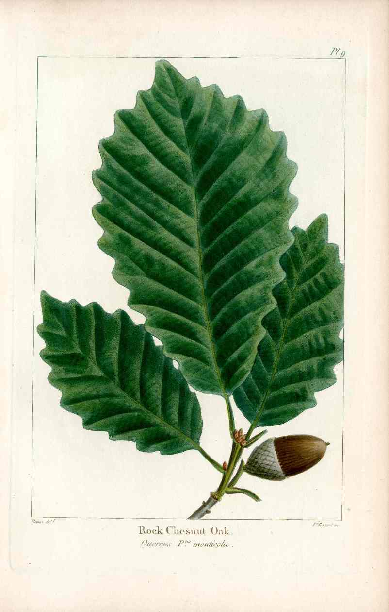 Michaux Sylva, Bessa Tree Prints Rock Chestnut Oak Acorn