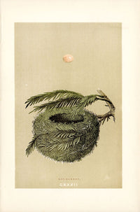 F.O. Morris Original Nest Egg Prints Goldcrest, Pine Tree - Panteek Antique Prints