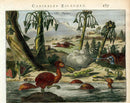 Montanus Original 1671 New World Cannibal Island,Gators,Spoonbill - Panteek Antique Prints
