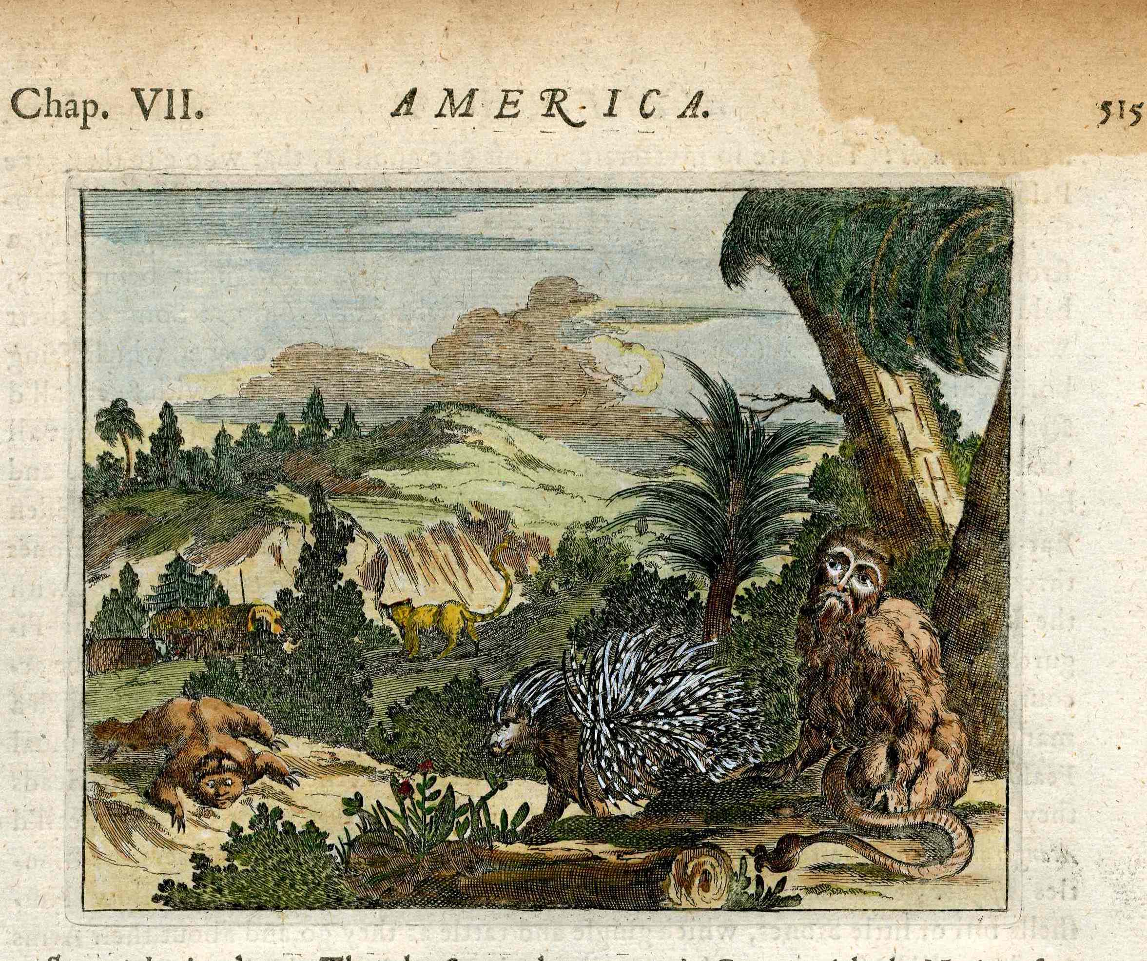 John Ogilby America 1671  Maragnan, Brazil Animals, Porcupine, Monkey