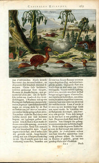 Montanus Original 1671 New World Cannibal Island,Gators,Spoonbill - Panteek Antique Prints