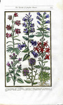 Parkinson Paradisi in Sole Herbals Canterbury Bells