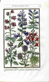 Parkinson Paradisi in Sole Herbals Canterbury Bells