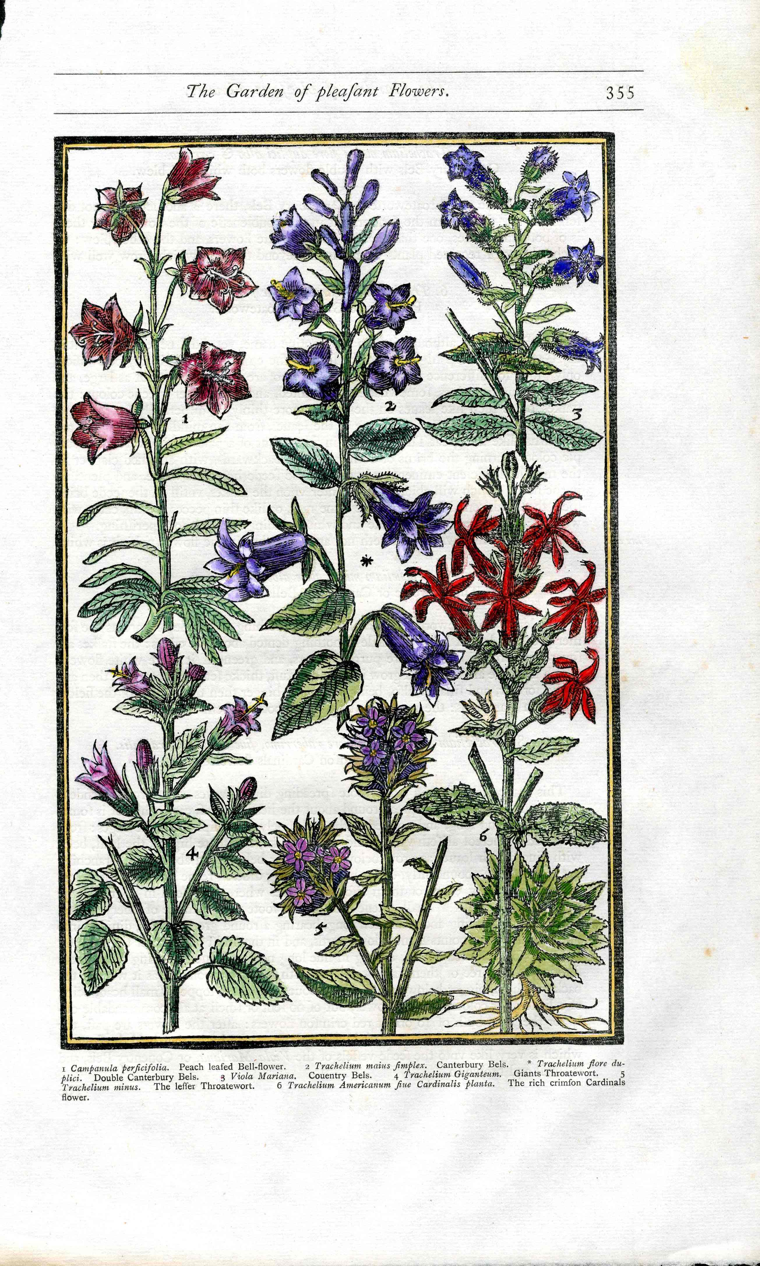 Parkinson Paradisi in Sole Herbals Canterbury Bells