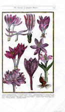 Parkinson Paradisi in Sole Herbals Spanish Saffron