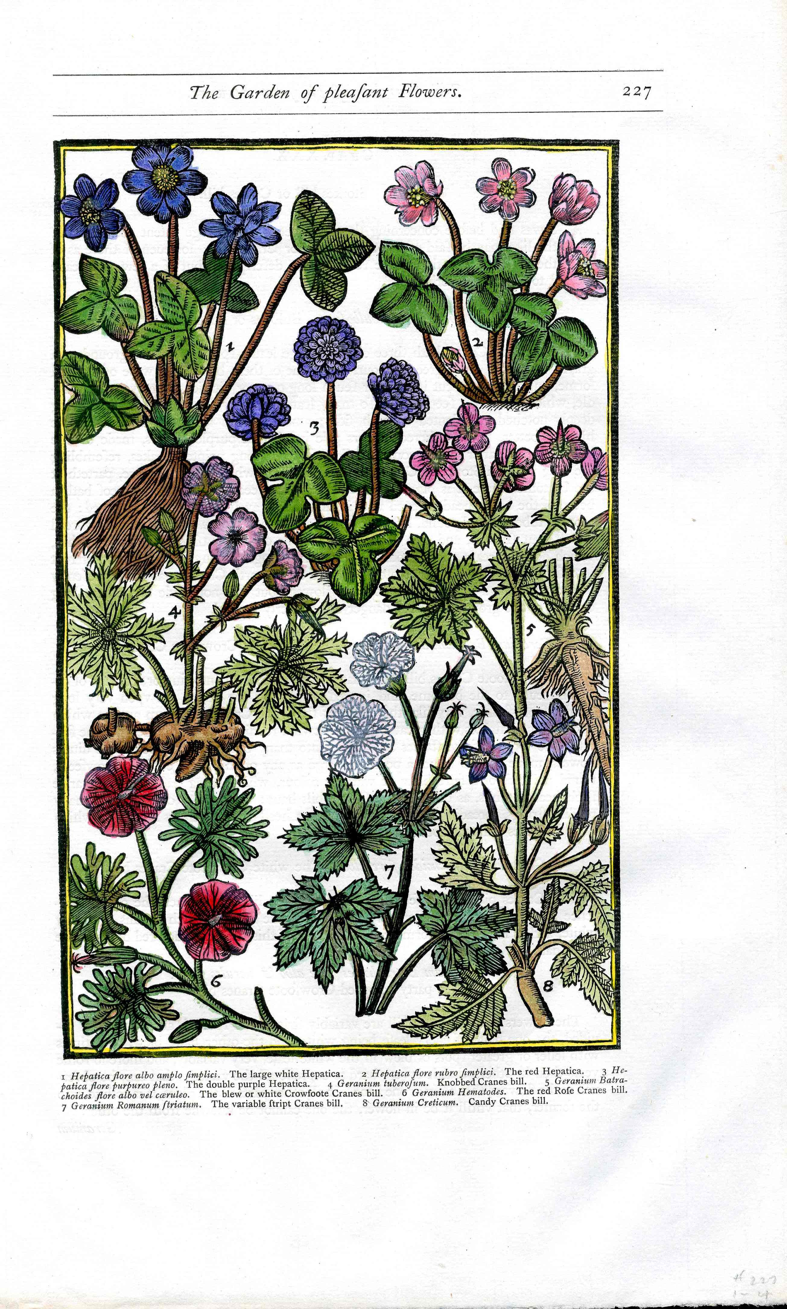 Parkinson Paradisi in Sole Herbals Hepatica