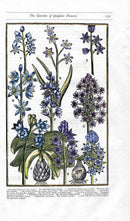 Parkinson Paradisi in Sole Herbals Hyacinth