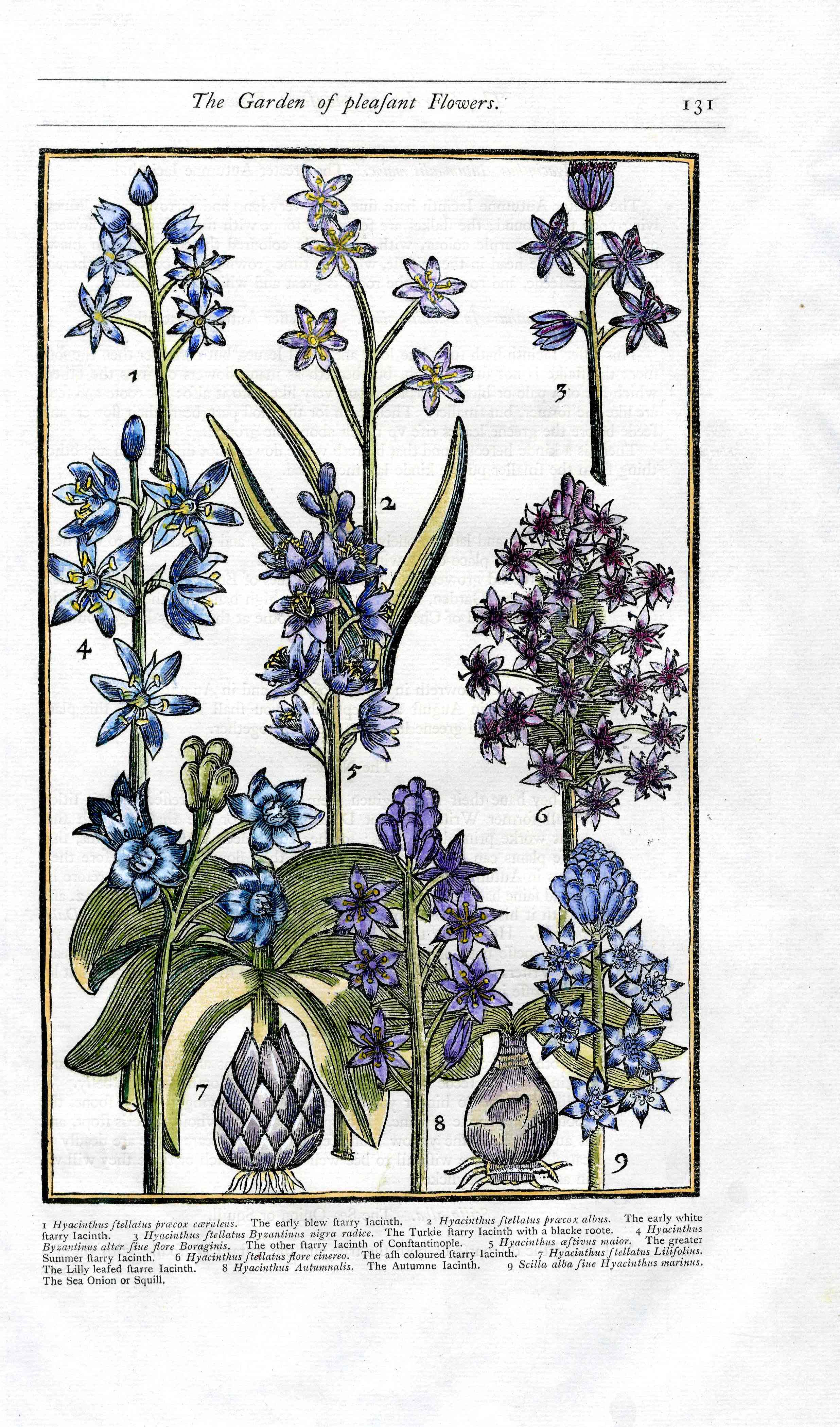 Parkinson Paradisi in Sole Herbals Hyacinth