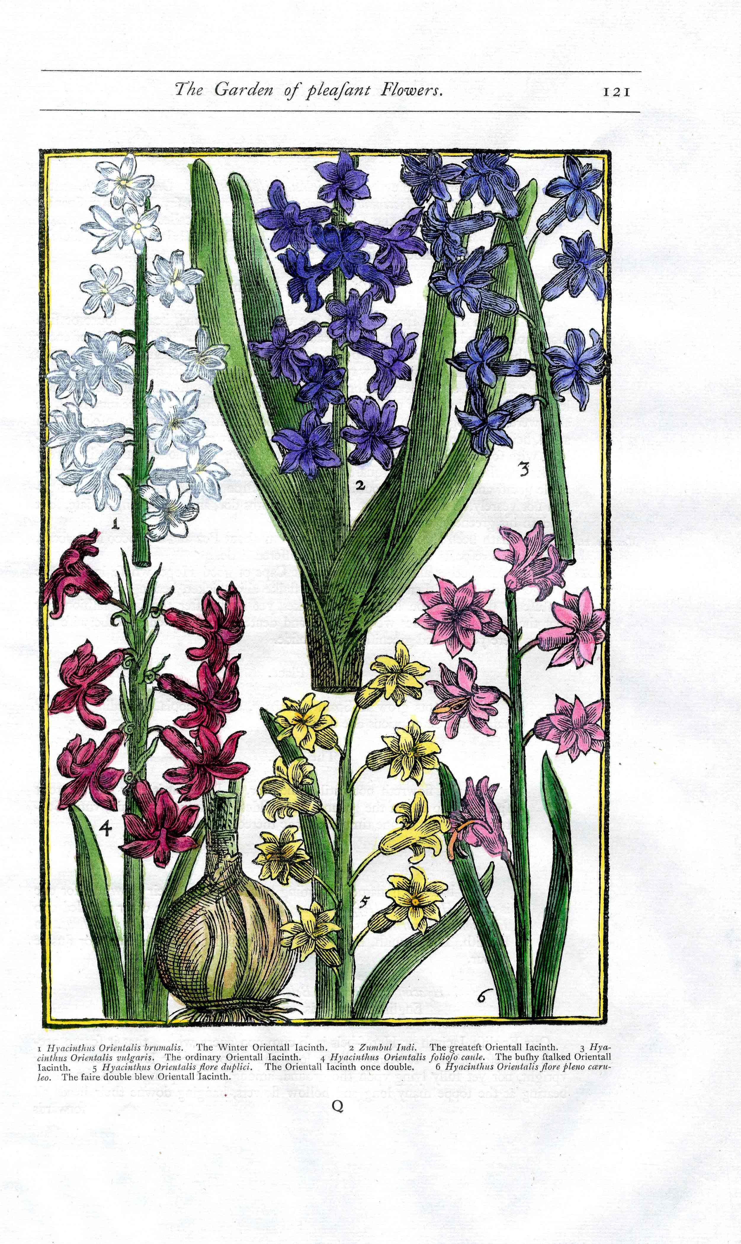 Parkinson Paradisi in Sole Herbals Oriental Hyacinth