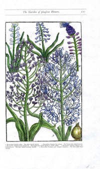 Parkinson Paradisi in Sole Herbals Haired Hyacinth