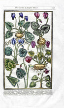 Parkinson Paradisi in Sole Herbals Sowbread