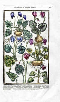 Parkinson Paradisi in Sole Herbals Sowbread