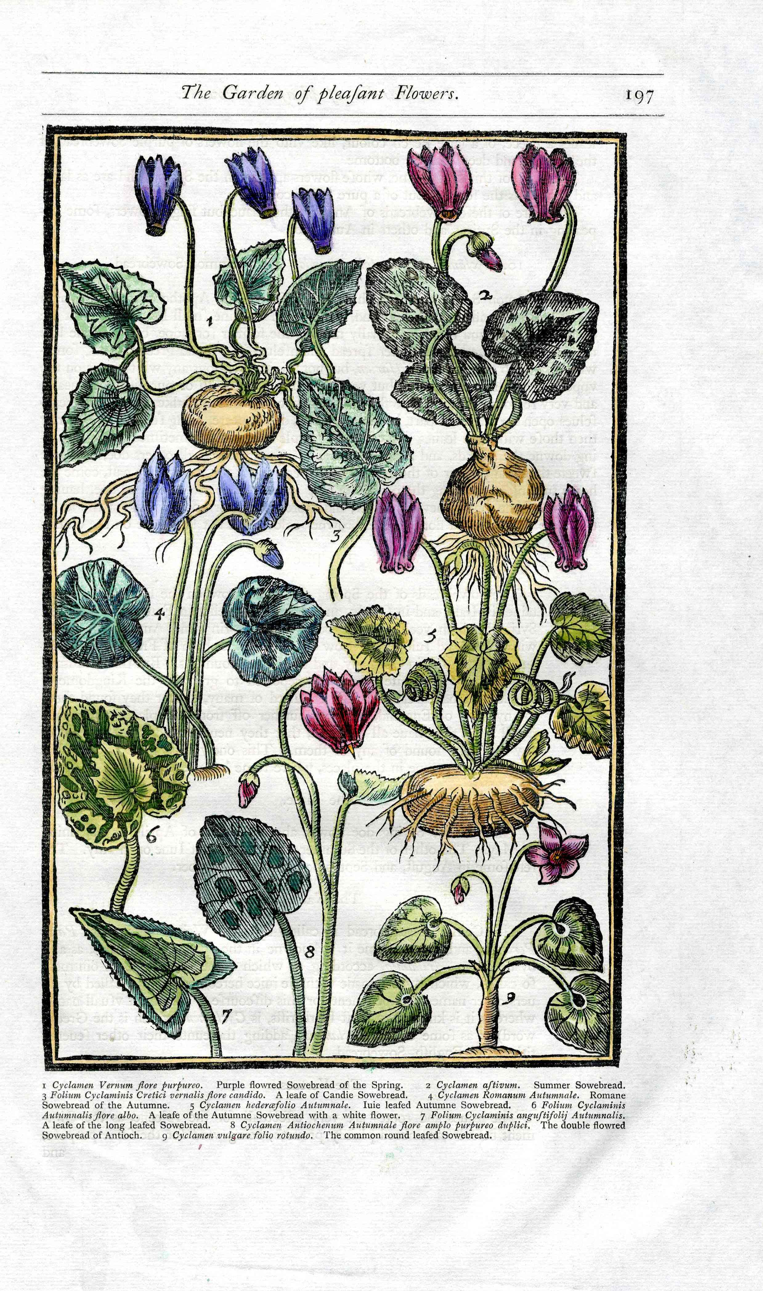 Parkinson Paradisi in Sole Herbals Sowbread