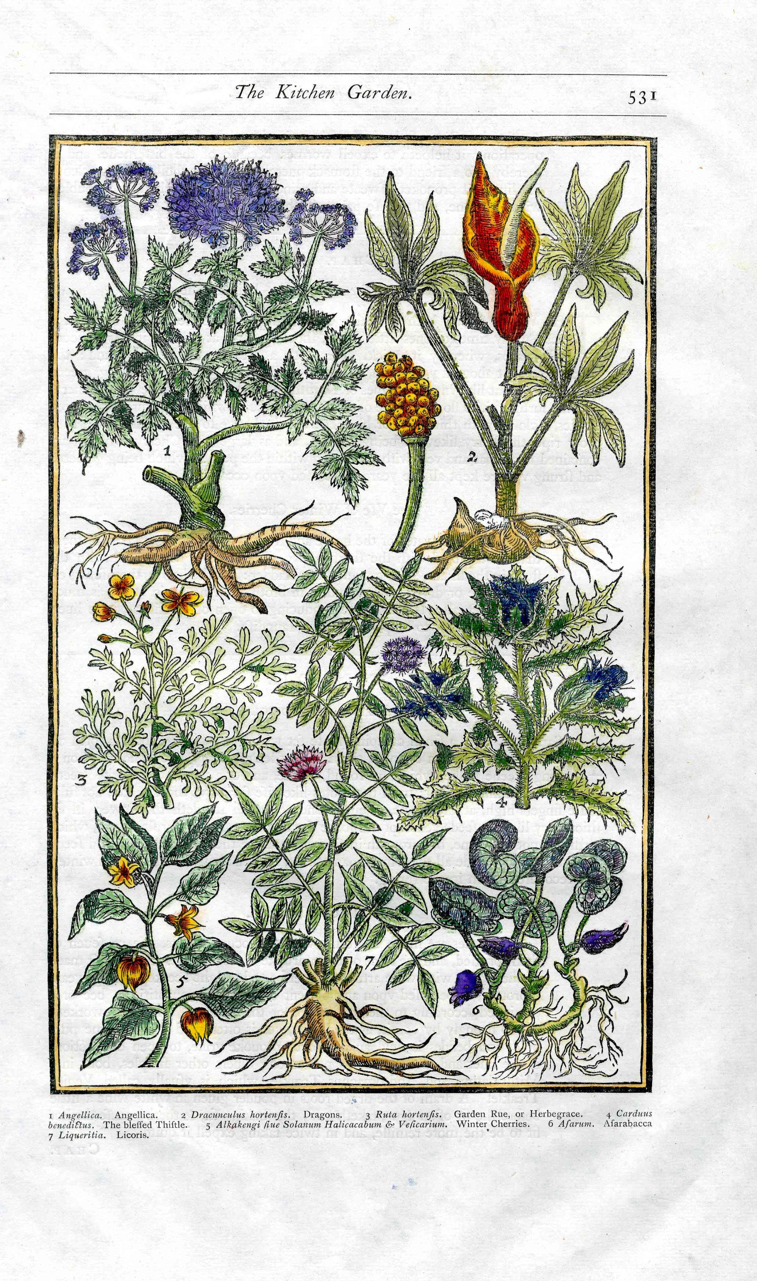 Parkinson Paradisi in Sole Herbals Angellica, Dragons