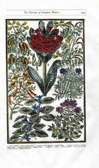 Parkinson Paradisi in Sole Herbals Virginia Bluebells