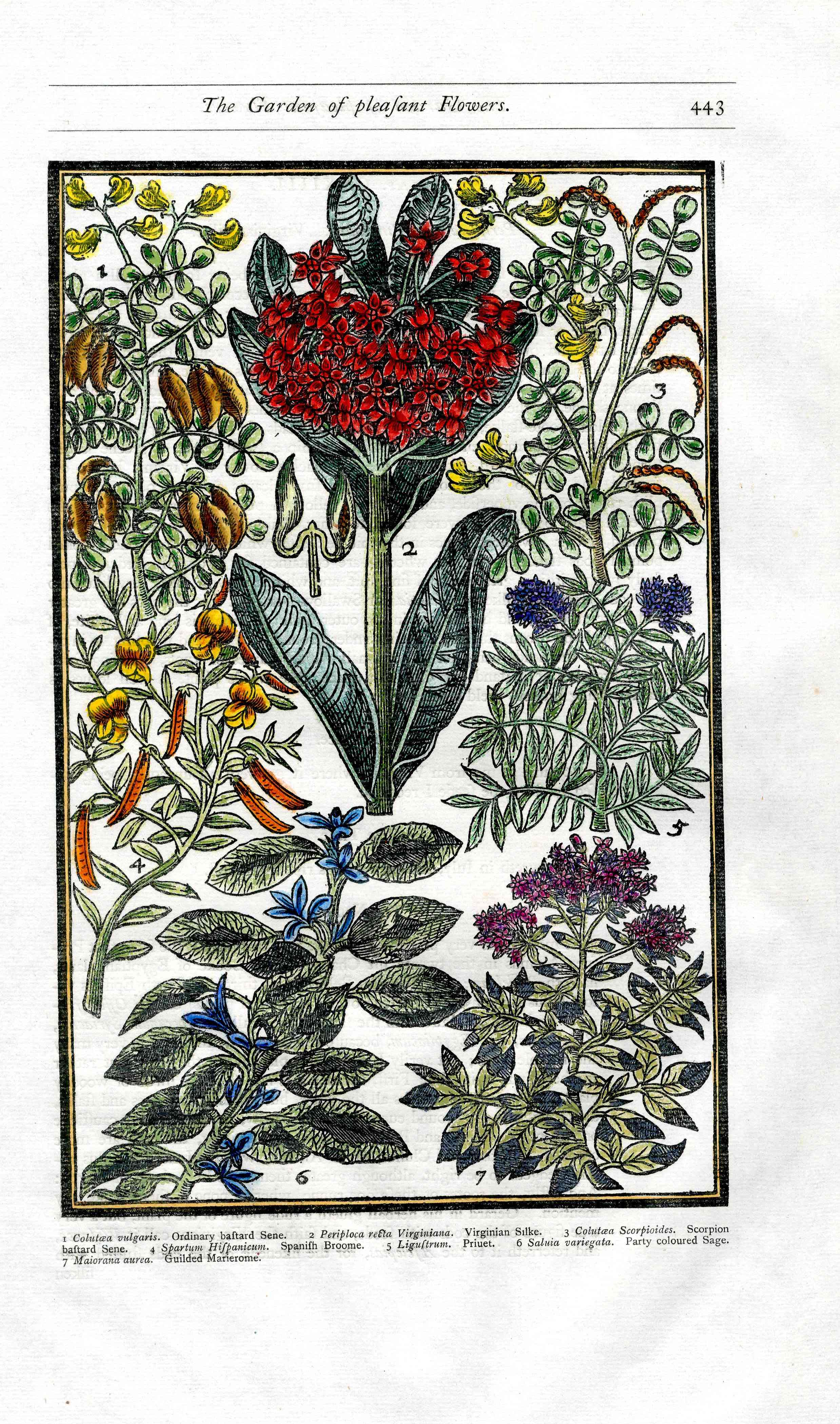 Parkinson Paradisi in Sole Herbals Virginia Bluebells