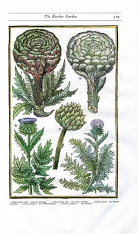 Parkinson Paradisi in Sole Herbals Artichoke