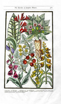 Parkinson Paradisi in Sole Herbals Mandrake, Poppy