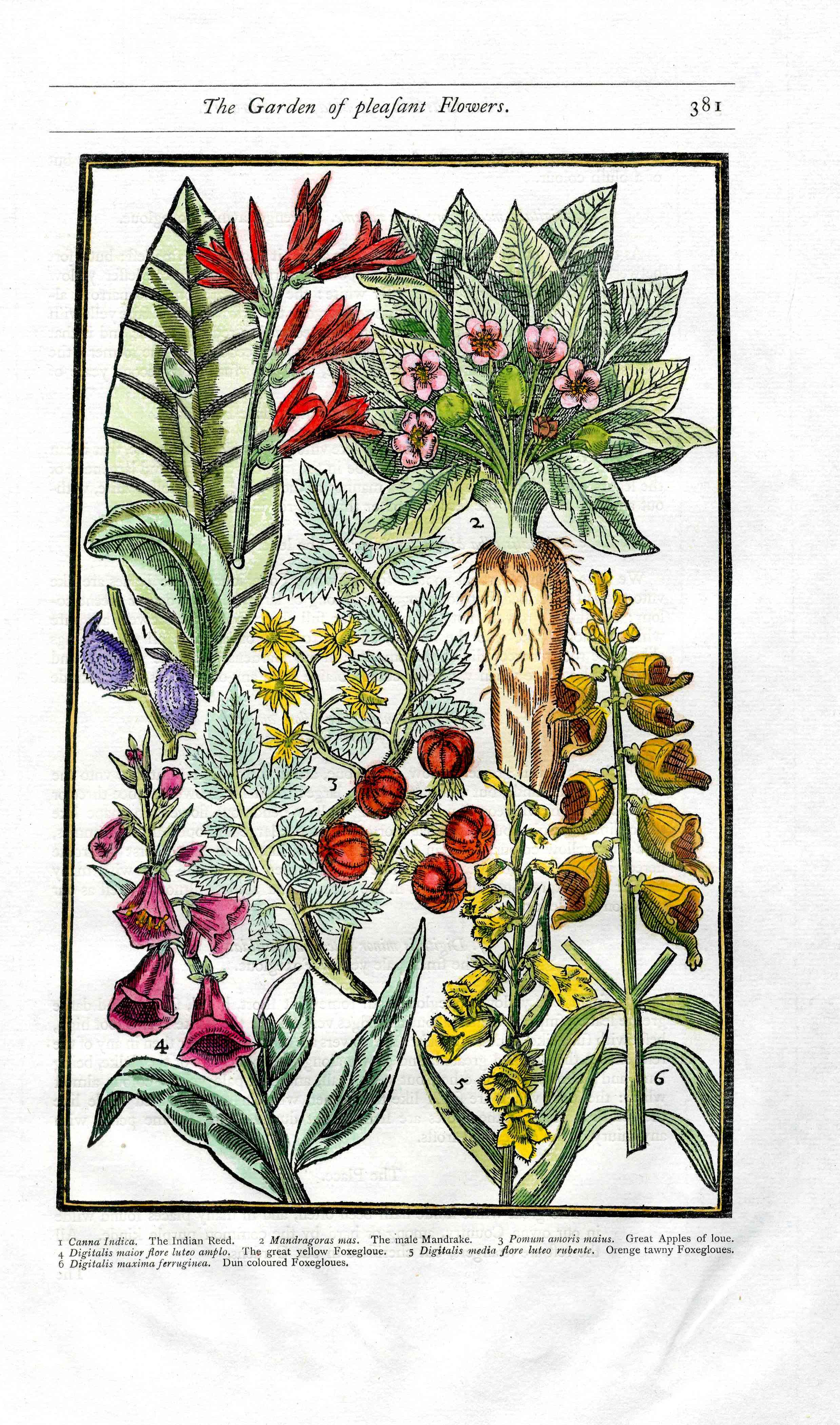 Parkinson Paradisi in Sole Herbals Mandrake, Poppy