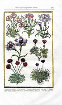 Parkinson Paradisi in Sole Herbals Carnations
