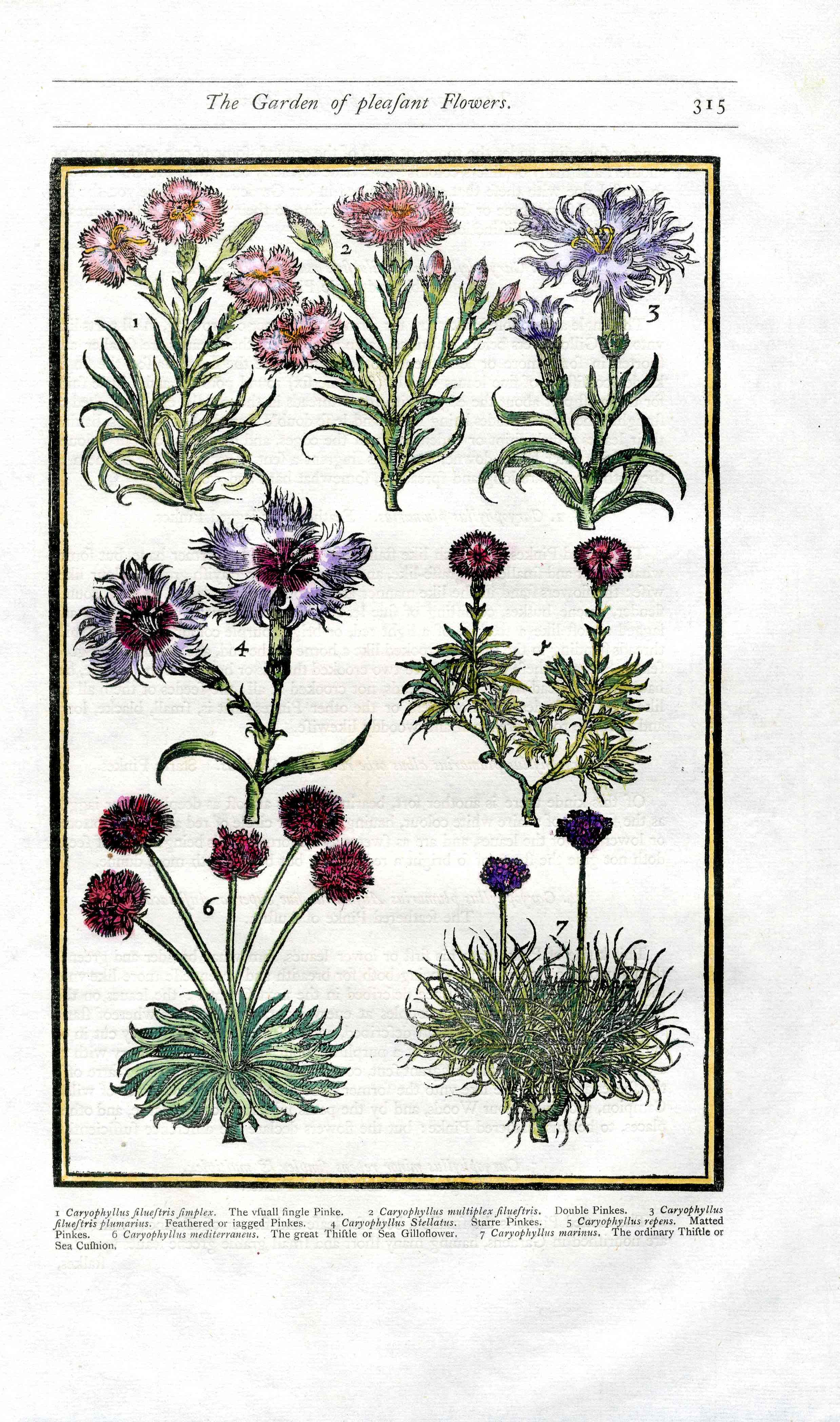 Parkinson Paradisi in Sole Herbals Carnations
