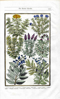 Parkinson Paradisi in Sole Herbals Thyme, Sage