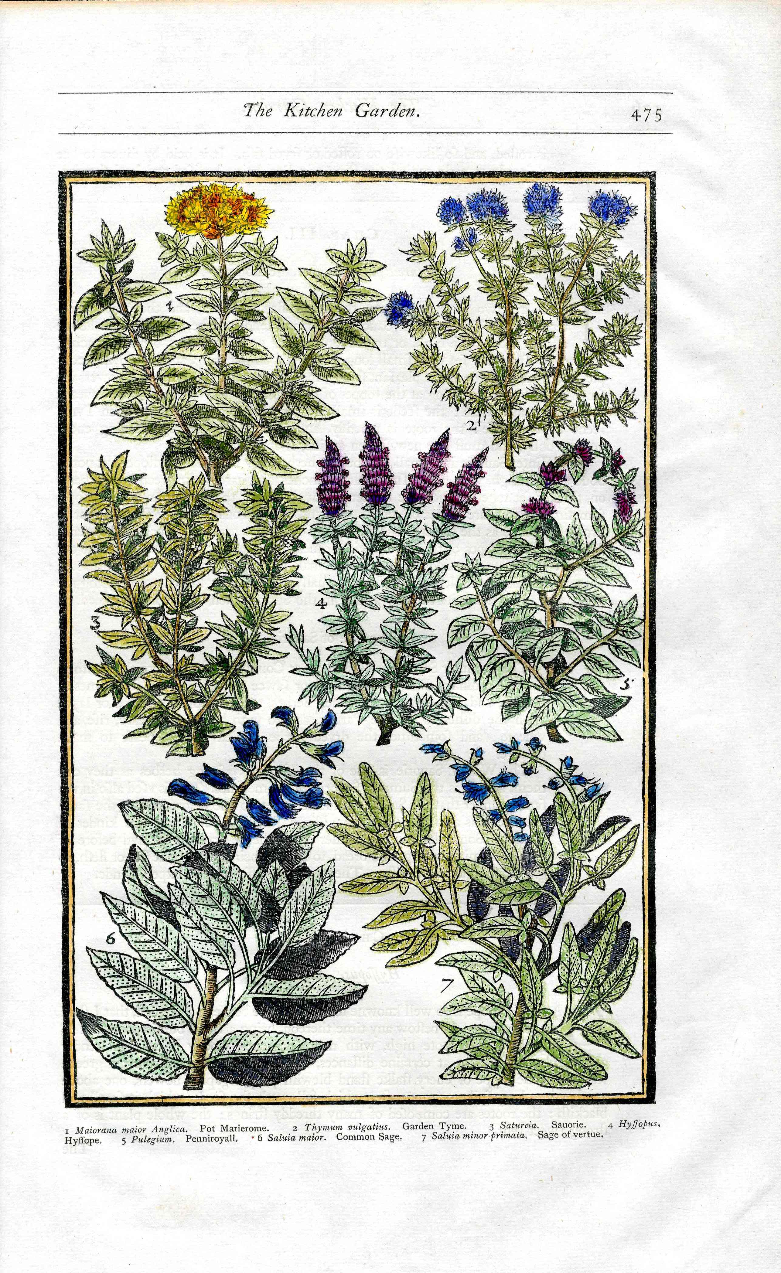 Parkinson Paradisi in Sole Herbals Thyme, Sage