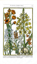 Parkinson Paradisi in Sole Herbals Starre-flowers