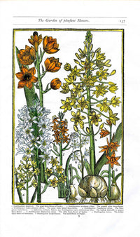 Parkinson Paradisi in Sole Herbals Starre-flowers