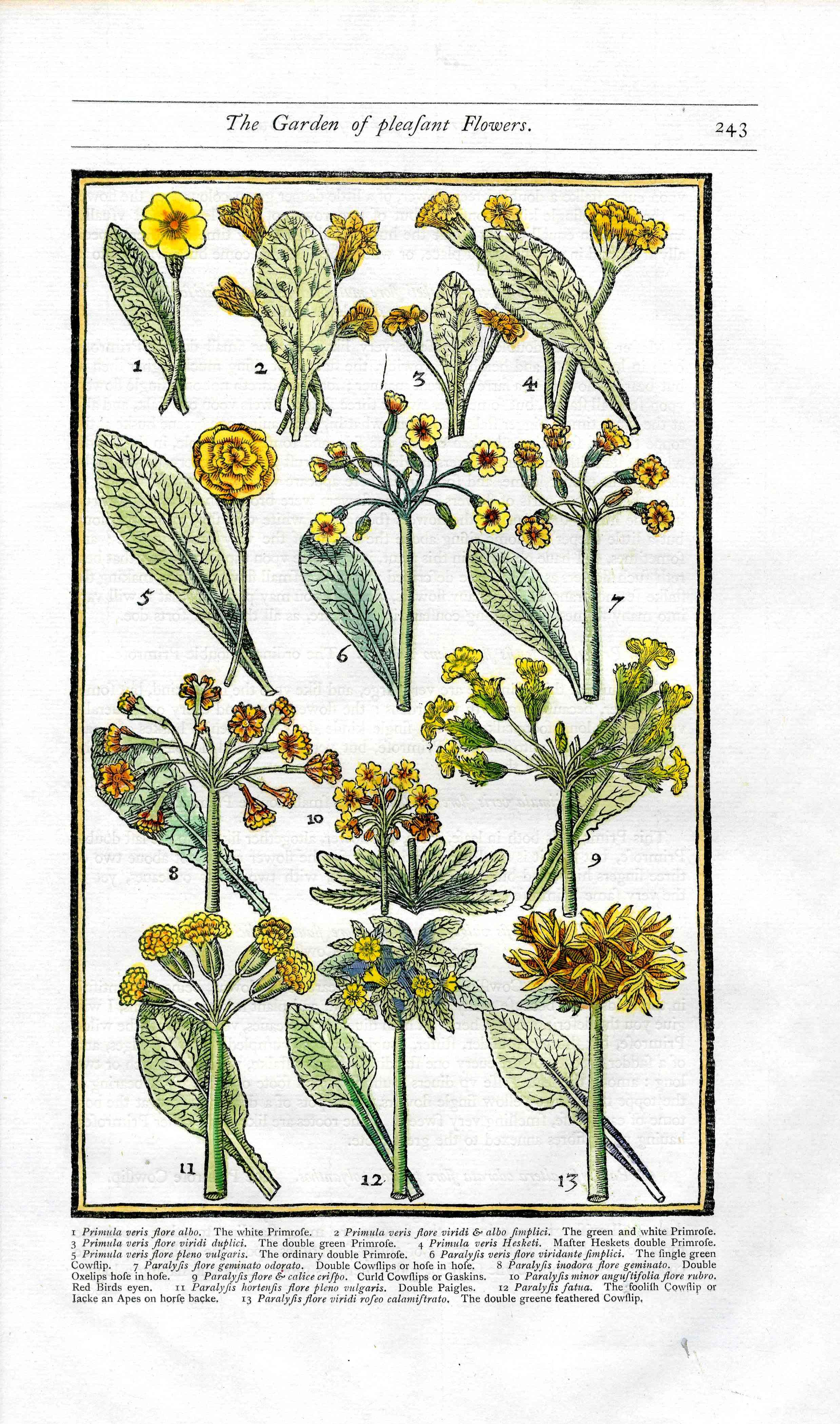 Parkinson Paradisi in Sole Herbals Primrose