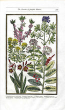 Parkinson Paradisi in Sole Herbals Dwarf Bay